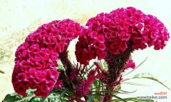 恒久的爱情、纯净的友谊和美好的愿望 凤尾花之美