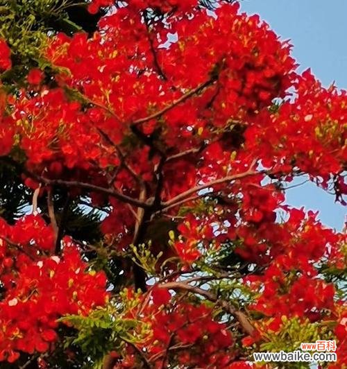 恒久的爱情、纯净的友谊和美好的愿望 凤尾花之美