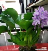 传承千年的美丽传说 凤眼莲