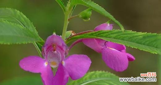 探索凤仙花的神秘花语世界 凤仙花的花语与象征意义