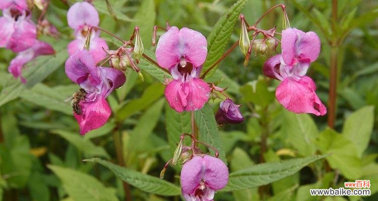 探索凤仙花的神秘花语世界 凤仙花的花语与象征意义