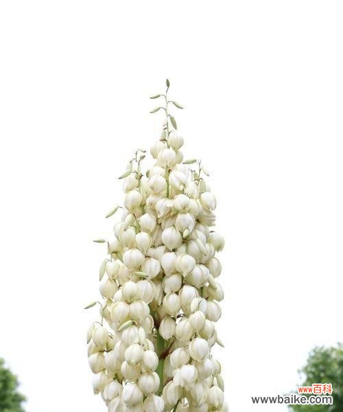 凤尾兰,寓意繁荣与幸福的象征 凤尾兰花语