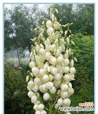 凤尾兰,寓意繁荣与幸福的象征 凤尾兰花语