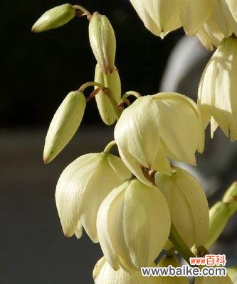 凤尾兰,寓意繁荣与幸福的象征 凤尾兰花语