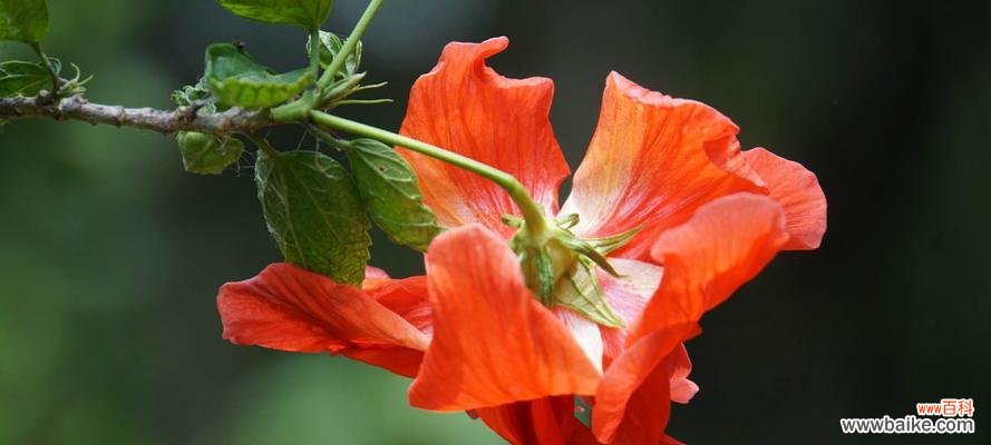 扶桑花的花语及其美丽蜕变 扶桑花——希望与重生的象征