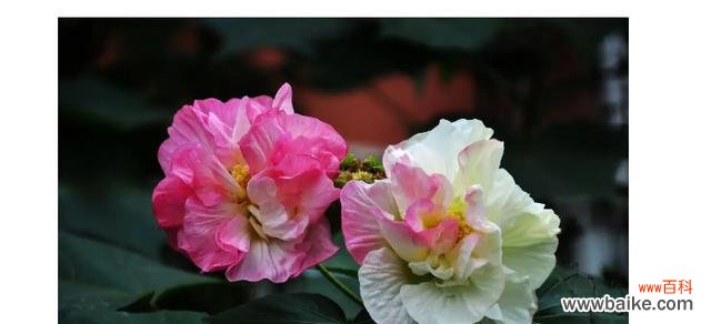 探索芙蓉花的文化寓意与传统象征 芙蓉花