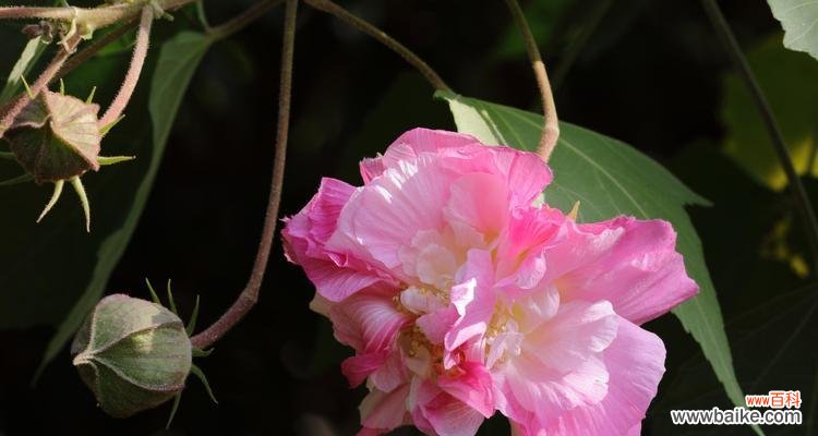 探索芙蓉花的文化寓意与传统象征 芙蓉花