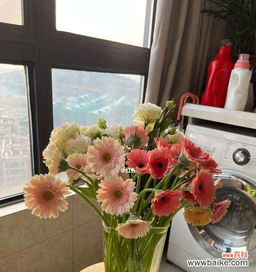 探秘扶郎花的种类与传说 扶郎花的花语及其意义解读