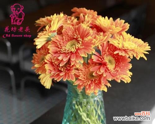 探秘扶郎花的种类与传说 扶郎花的花语及其意义解读