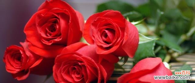 玫瑰花语之各色花朵背后的情感与祝福 玫瑰花语解读