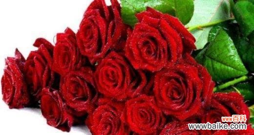 不同颜色的玫瑰花传递的含义 玫瑰花语揭示的情感世界