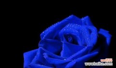 传递浪漫与真挚的情感之语 十一朵粉玫瑰的花语