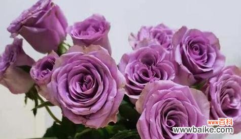 探寻玫瑰花的不同寓意及象征意义 玫瑰花的花语与寓意