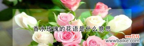 从美丽、爱情到多样性 玫瑰花的意义与象征