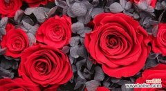 玫瑰数量所代表的花语及其含义 花语玫瑰