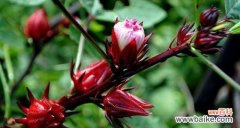 探寻玫瑰茄的神秘花语和令人惊叹的传说 玫瑰茄