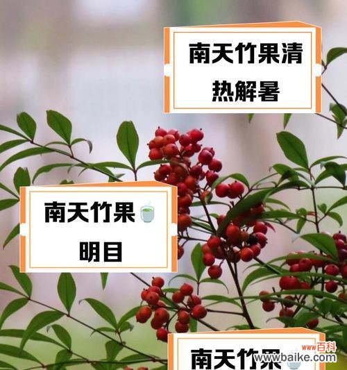 南天竹果花语代表什么含义?