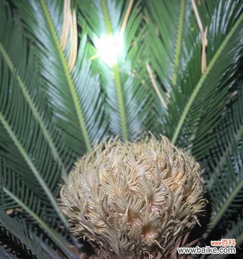 铁树开花花语代表什么含义?