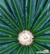 铁树开花花语代表什么含义？