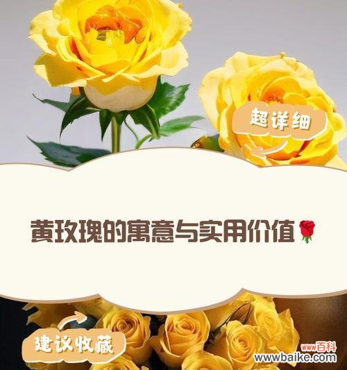 6黄玫瑰花语代表什么含义？