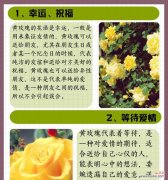 朝晖玫瑰代表什么？朝晖玫瑰花语有哪些含义？