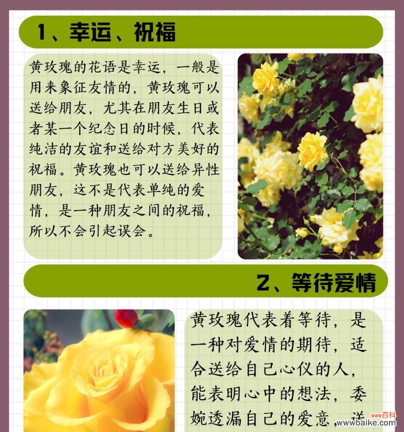 朝晖玫瑰代表什么?朝晖玫瑰花语有哪些含义?