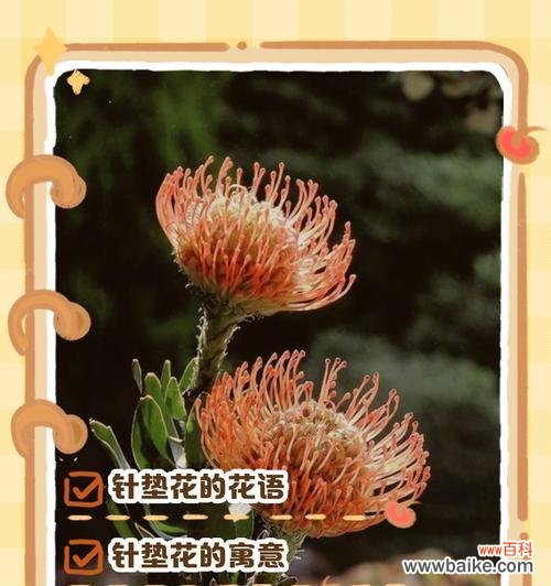 掌花语是什么?掌花寓意有哪些?