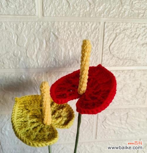 掌花语是什么?掌花寓意有哪些?