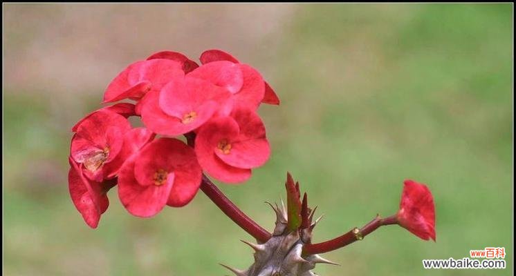 刺梅花象征着什么?刺梅花的花语有哪些?