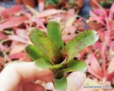 虎纹凤梨的花语是什么？虎纹凤梨寓意有哪些？