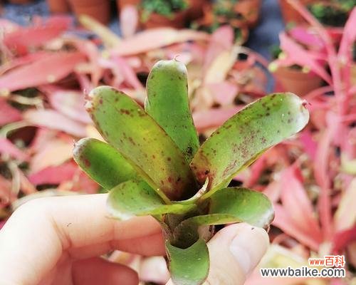 虎纹凤梨的花语是什么?虎纹凤梨寓意有哪些?