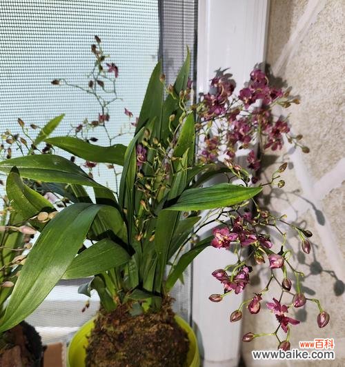 兰花对情人的花语是什么?兰花花语有哪些?