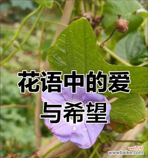 放弃的花语有哪些?哪种花代表放弃?