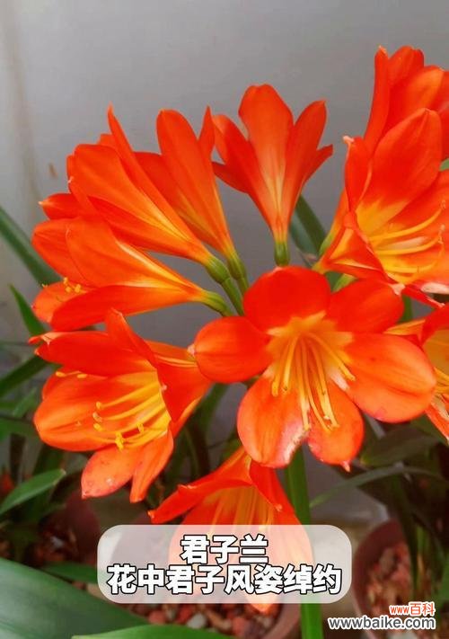 形容君子的花语有哪些？哪种花象征君子？