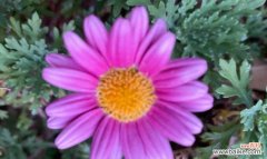 木香菊象征着什么？木香菊的花语是什么？