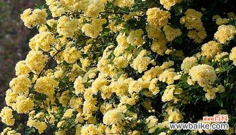 木香菊象征着什么？木香菊的花语是什么？