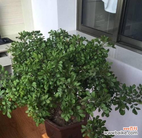 植物米兰的花语是什么?米兰花语有哪些含义?