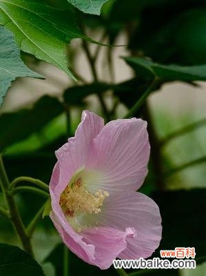 探寻芙蓉花的深刻内涵 芙蓉花的花语与寓意