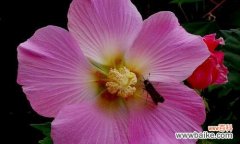 探寻芙蓉花的深刻内涵 芙蓉花的花语与寓意