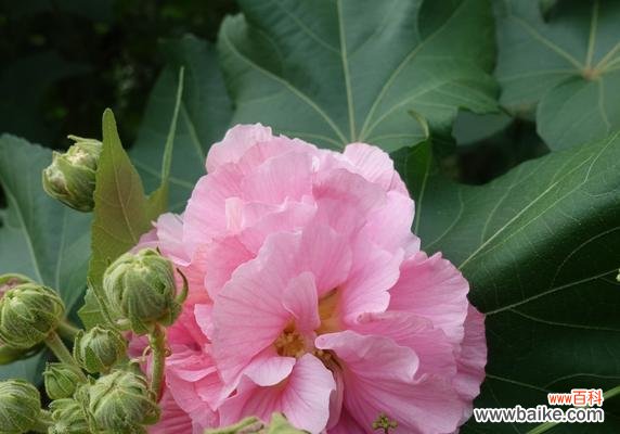 探寻芙蓉花的深刻内涵 芙蓉花的花语与寓意