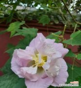 探寻芙蓉花所传递的深层寓意 芙蓉花的花语