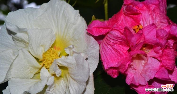 探寻芙蓉花所传递的深层寓意 芙蓉花的花语