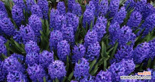 探寻芙蓉树花语的深层意义 芙蓉树花语——美丽与坚韧并存