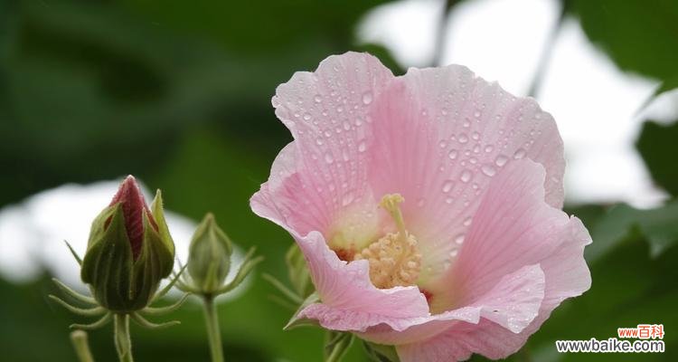 探寻芙蓉花的美与象征 芙蓉花的象征意义——美丽坚韧的花朵