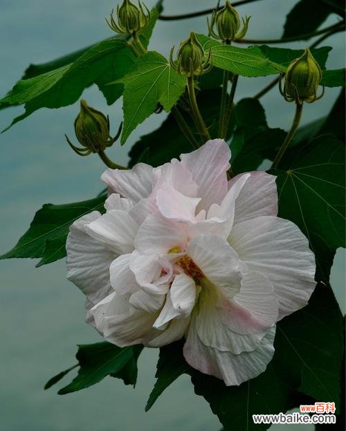 探索木芙蓉花语的深层含义,领略其独特之美 木芙蓉花语——浓情似水,傲然绽放