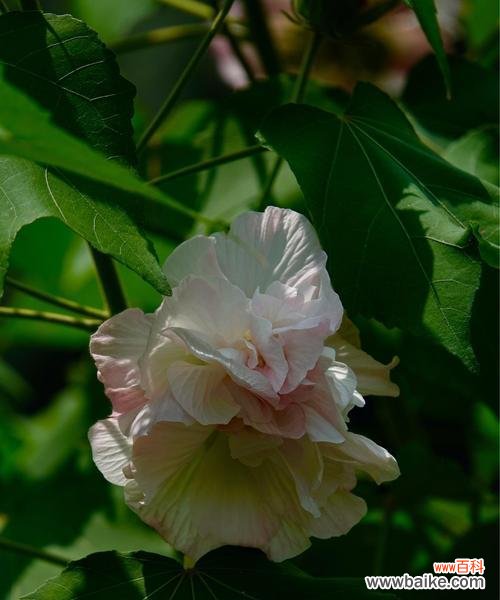 探索木芙蓉花语的深层含义,领略其独特之美 木芙蓉花语——浓情似水,傲然绽放