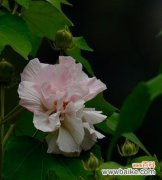 探索木芙蓉花语的深层含义，领略其独特之美 木芙蓉花语——浓情似水，傲然绽放