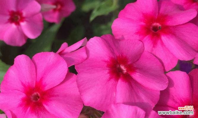 探索福禄考花语传达的秘密，开启人生的宏伟篇章 以丛生福禄考花语解读人生的幸福与成功