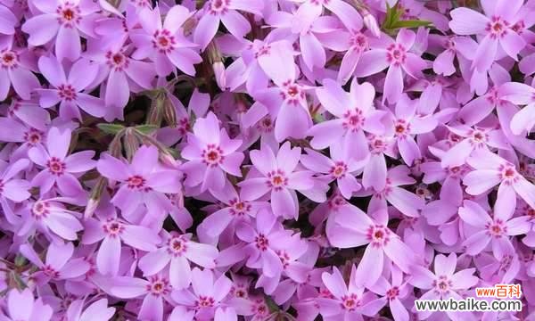 探索福禄考花语传达的秘密，开启人生的宏伟篇章 以丛生福禄考花语解读人生的幸福与成功