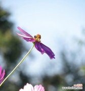 借助格桑花的花语，了解坚持不懈、希望与爱的力量 格桑花